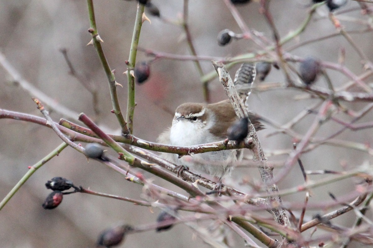 Bewick's Wren - ML44821161