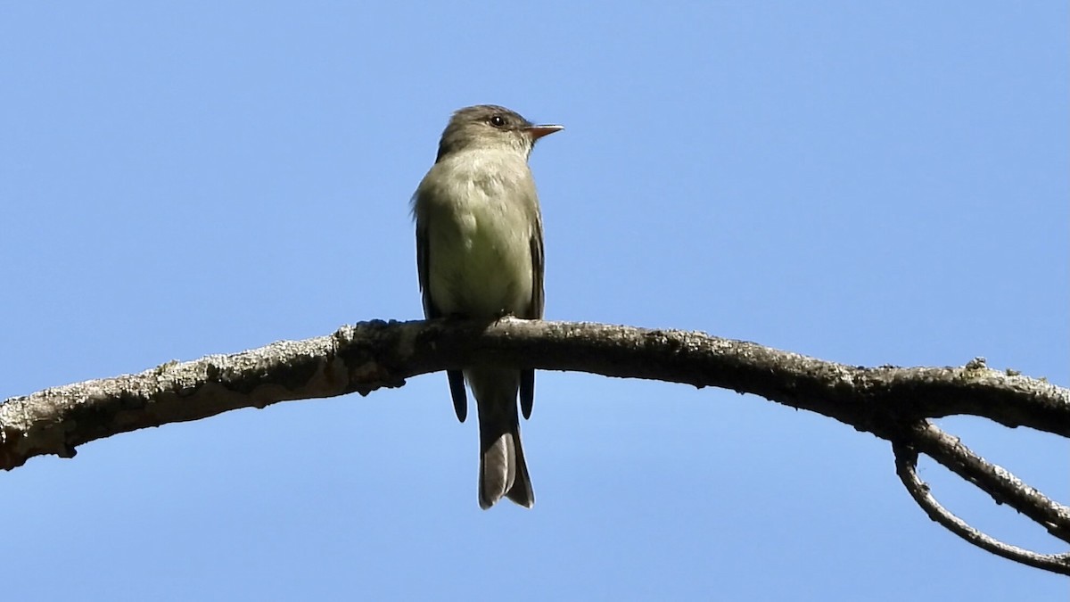 Eastern Wood-Pewee - ML448212681