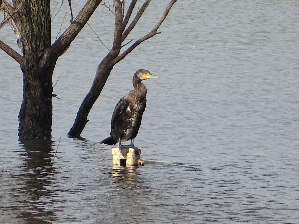 Great Cormorant - ML448213501