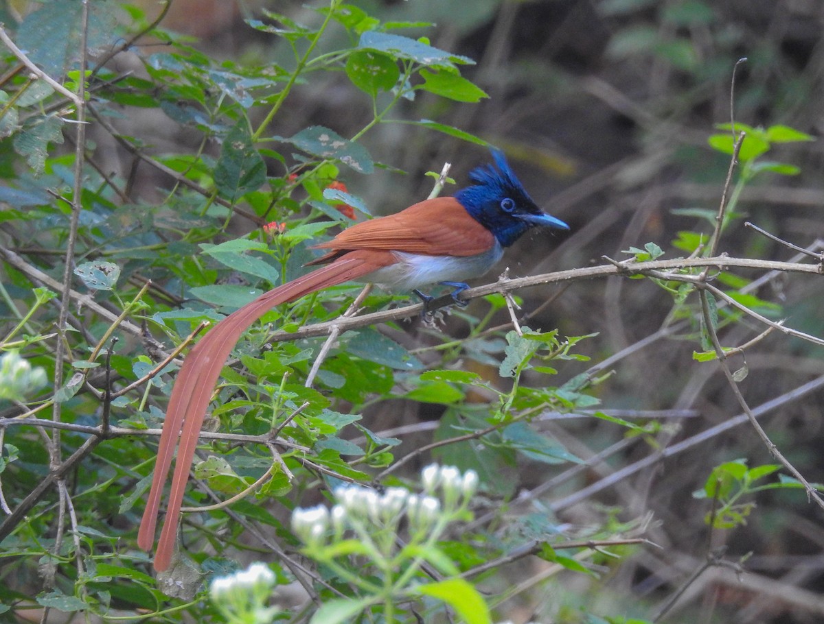 カワリサンコウチョウ - ML44821371