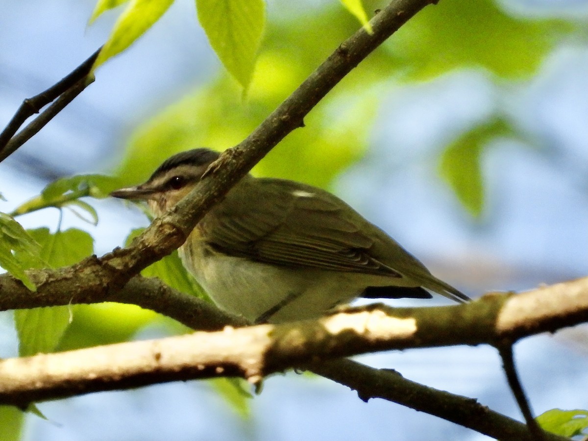 Red-eyed Vireo - ML448213911