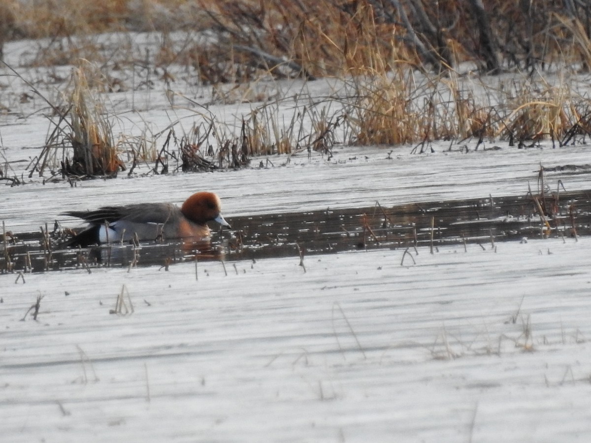 Eurasian Wigeon - ML448214681