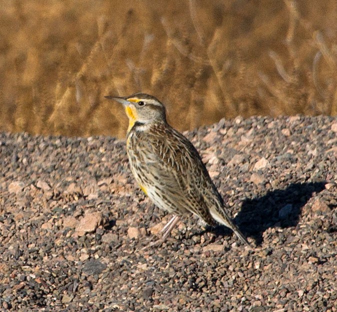 Chihuahuan Meadowlark - Scott Berglund