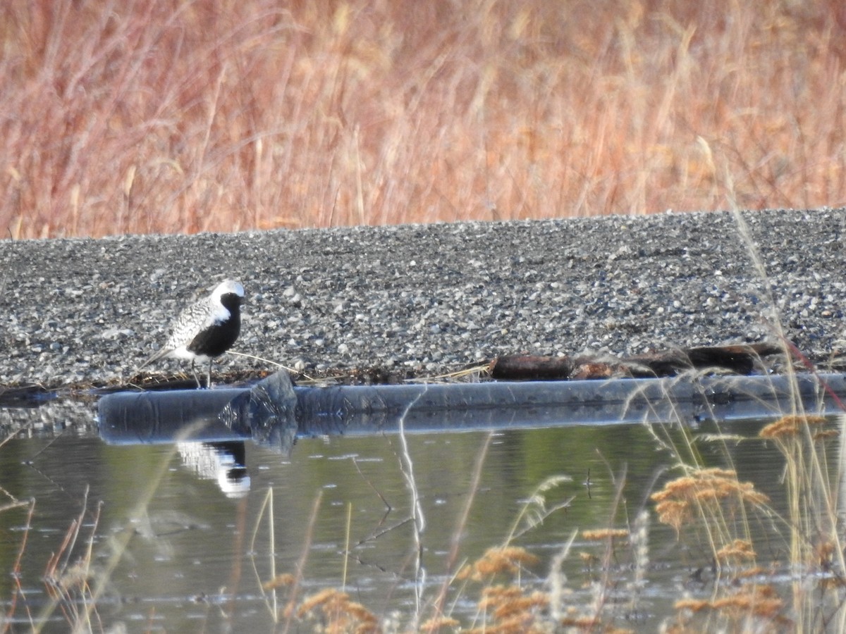 Black-bellied Plover - ML448214871