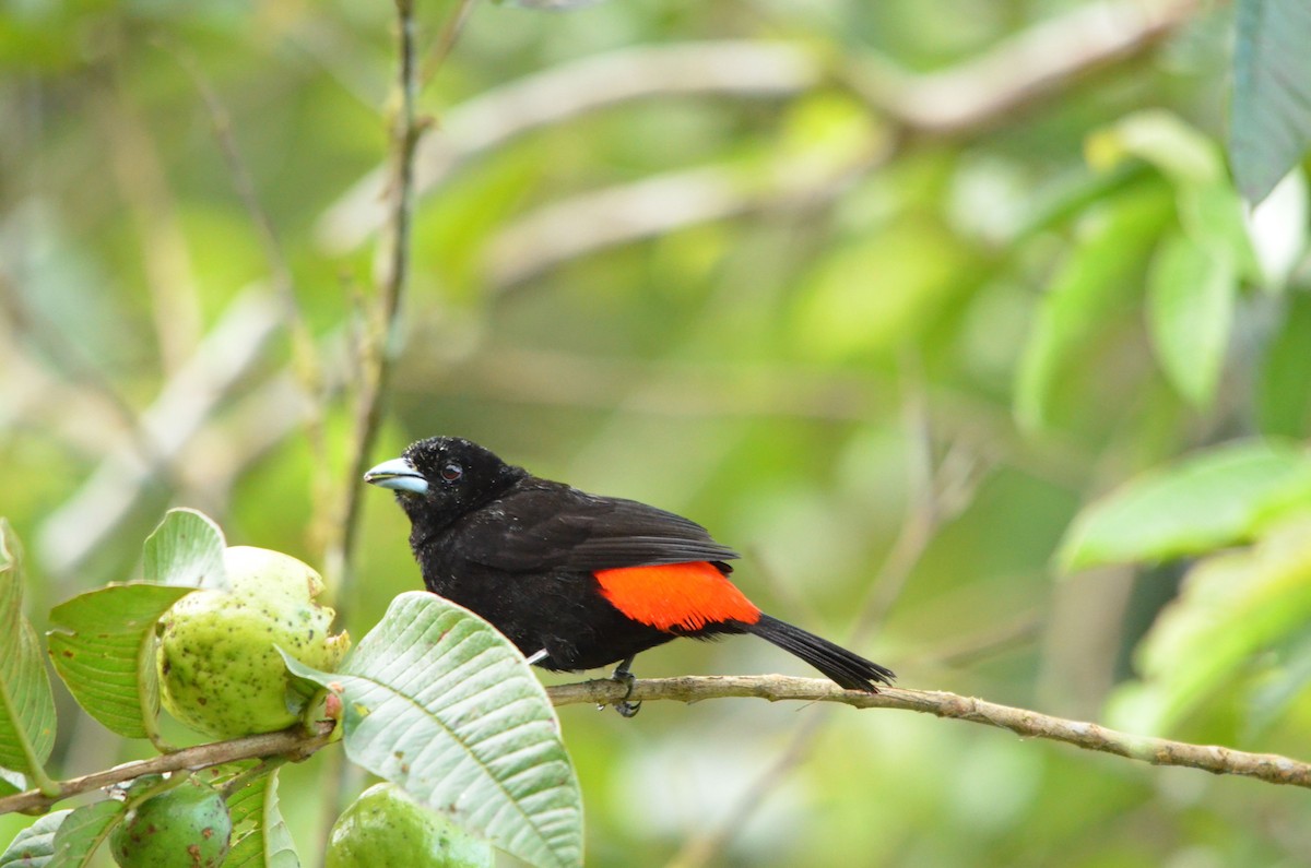 Scarlet-rumped Tanager (Passerini's) - ML44821611