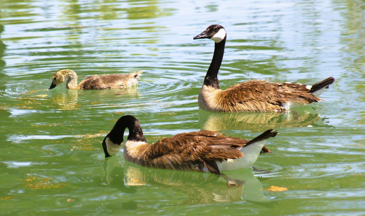 Canada Goose - ML448216491