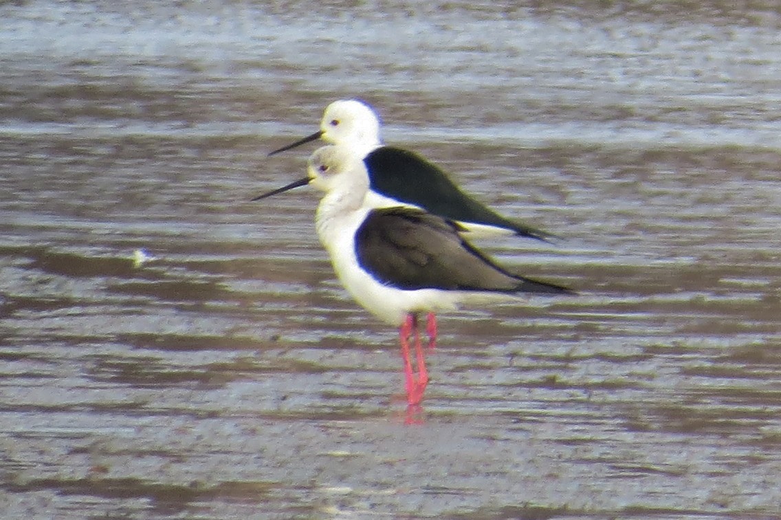 Black-winged Stilt - Becky Marvil