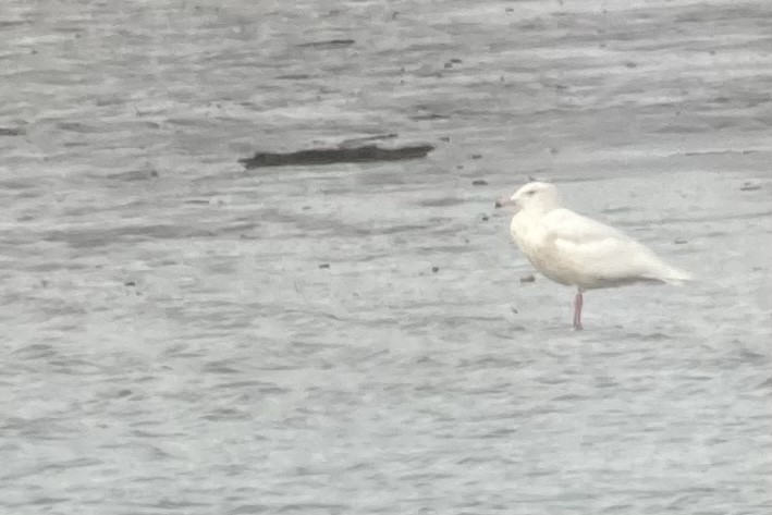 Glaucous Gull - ML448216591