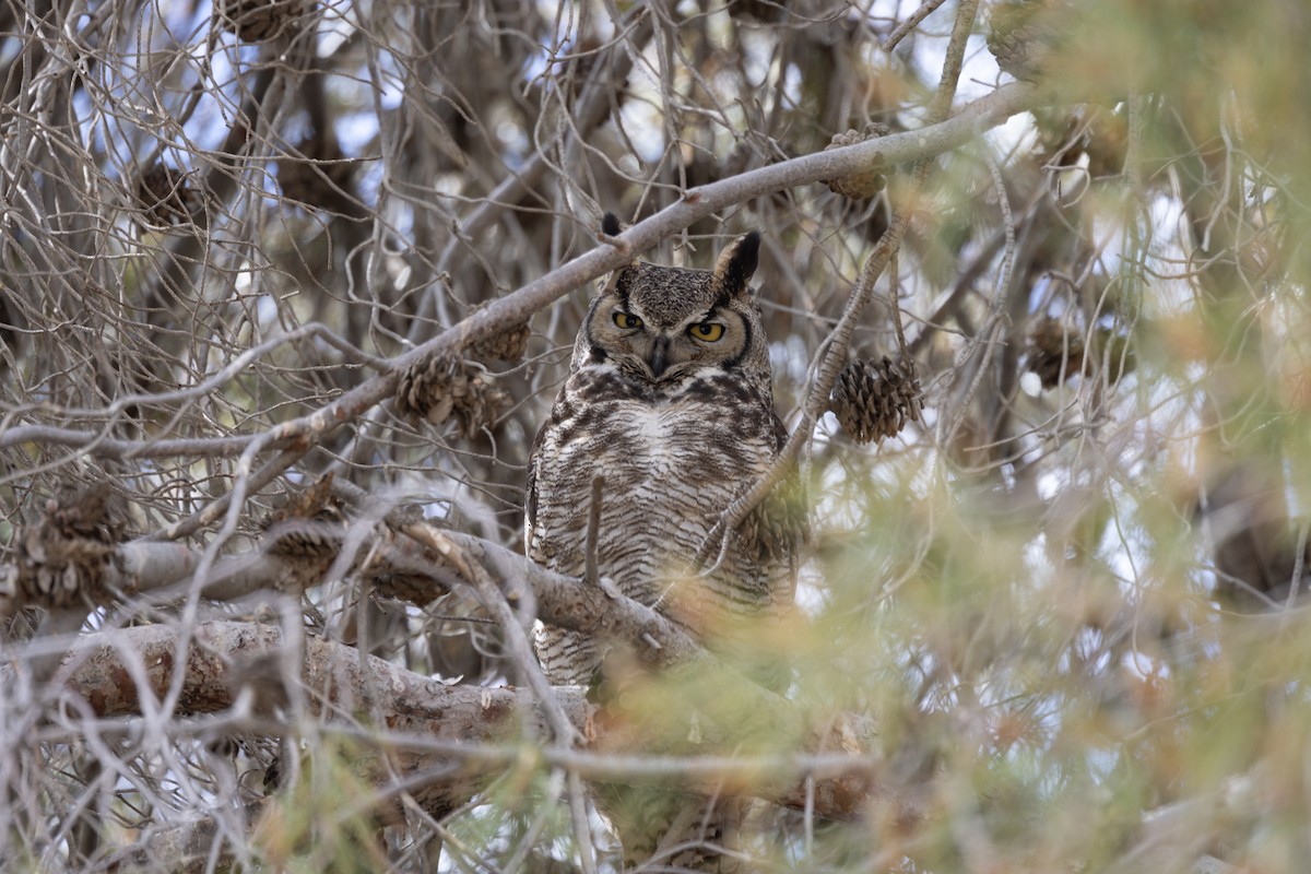 Great Horned Owl - ML448217041