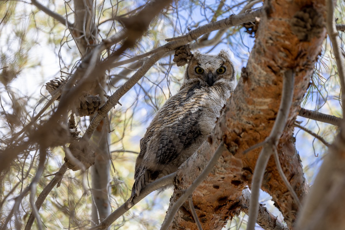 Great Horned Owl - ML448217051