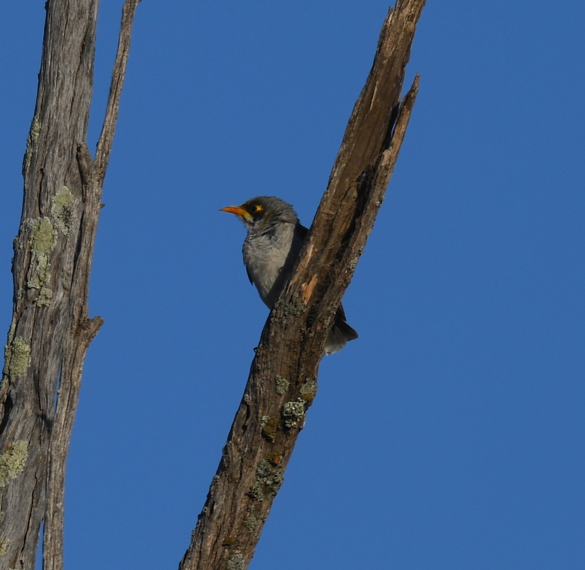 Yellow-throated Miner - ML448218881