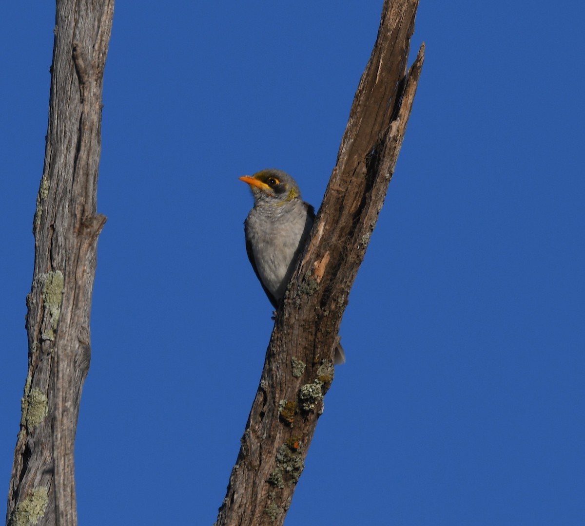 Yellow-throated Miner - ML448218911