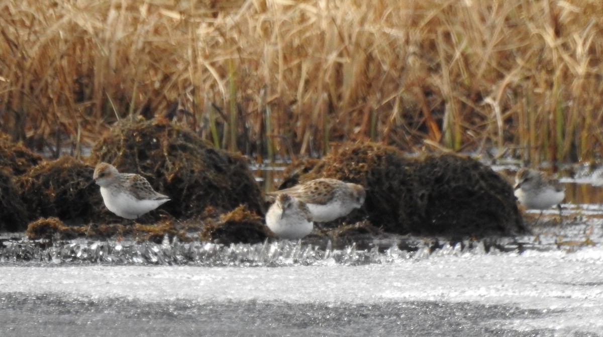 Western Sandpiper - Laurie DeWispelaere