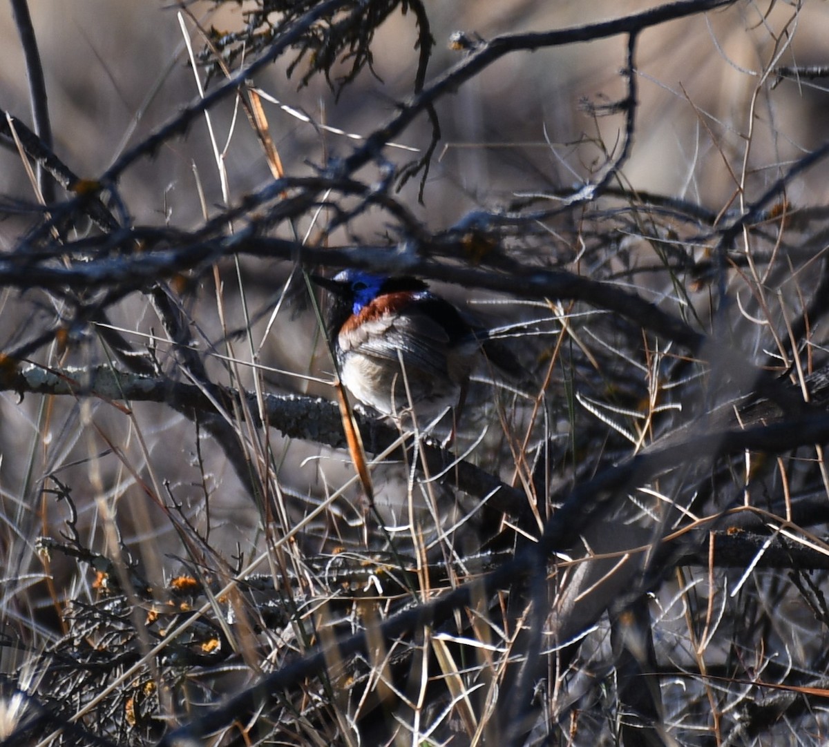 Purple-backed Fairywren - ML448219311