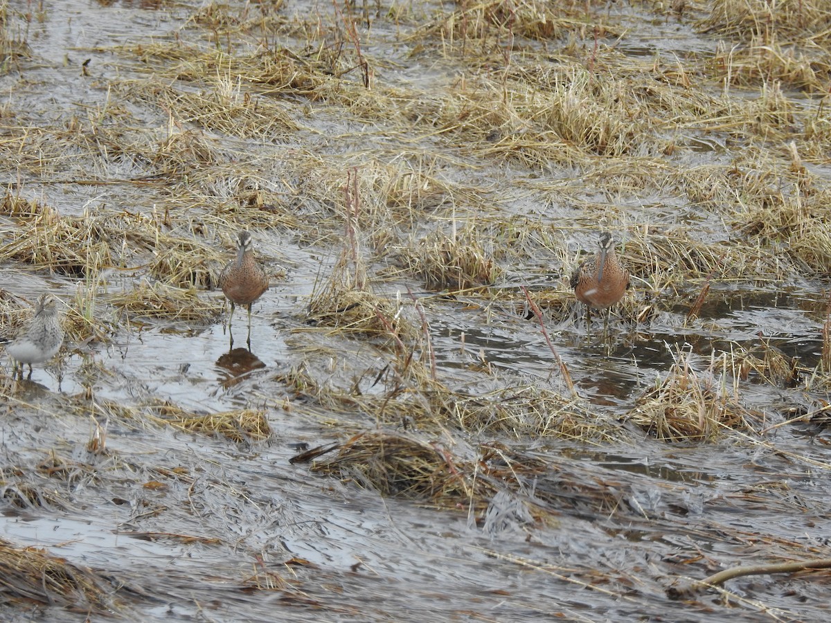 Short-billed Dowitcher - Laurie DeWispelaere