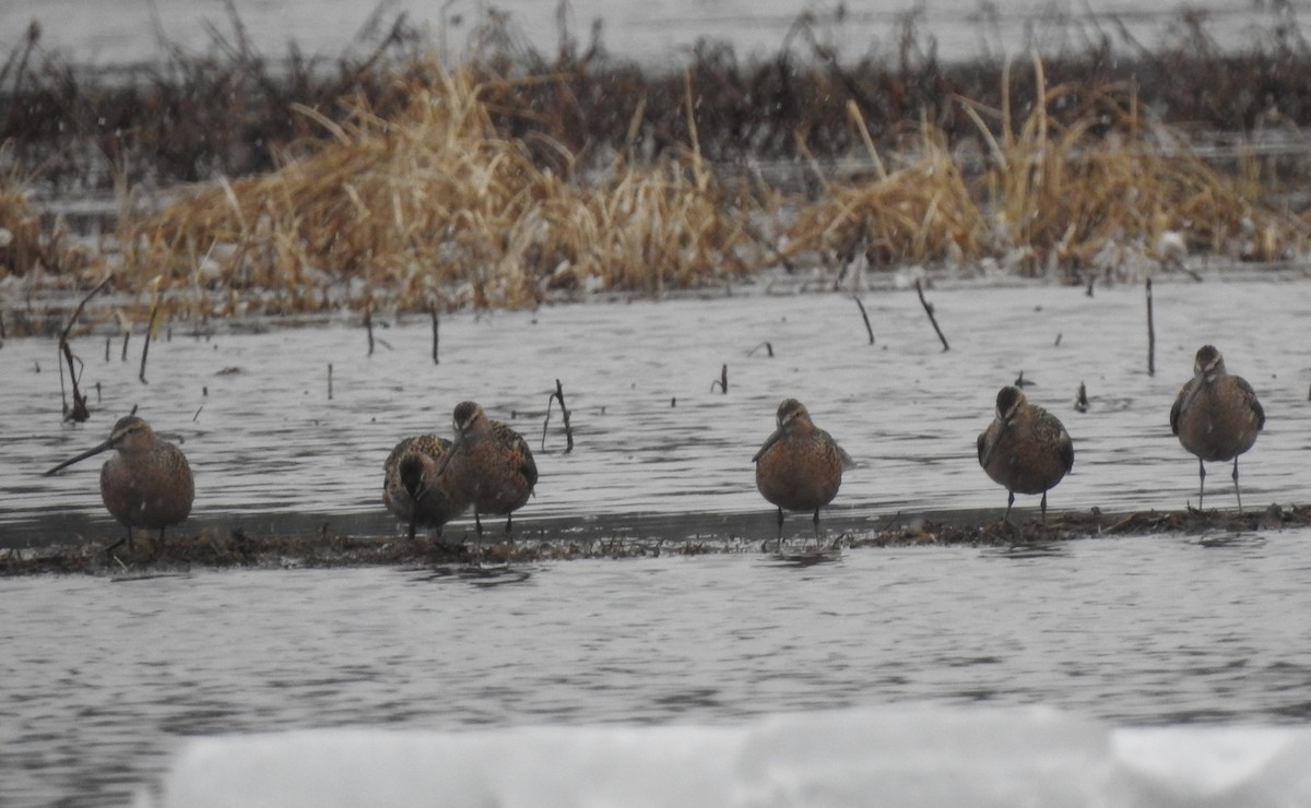 Long-billed Dowitcher - ML448219591