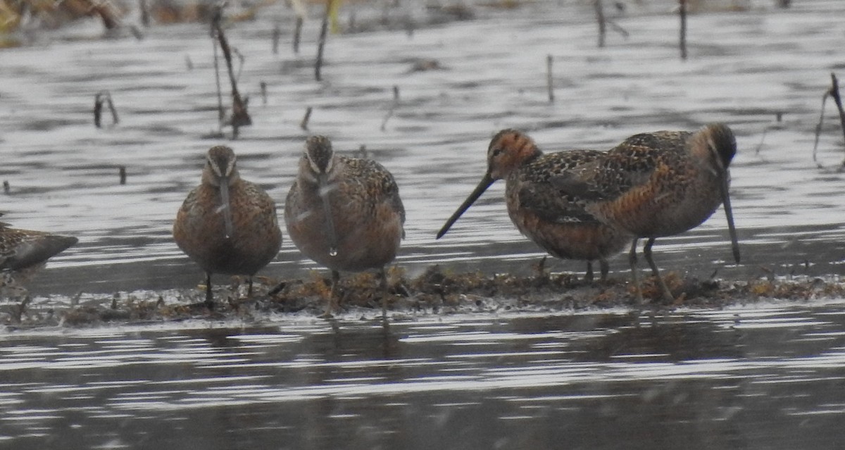 Long-billed Dowitcher - ML448219601