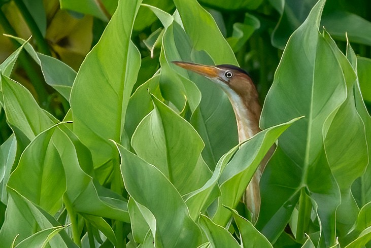 Least Bittern - ML448220491