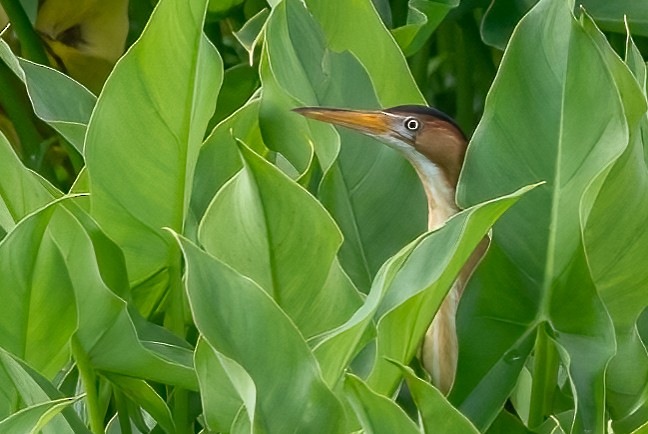 Least Bittern - ML448220511