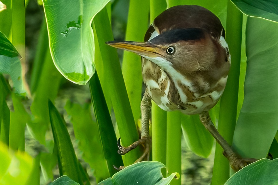 Least Bittern - ML448220531