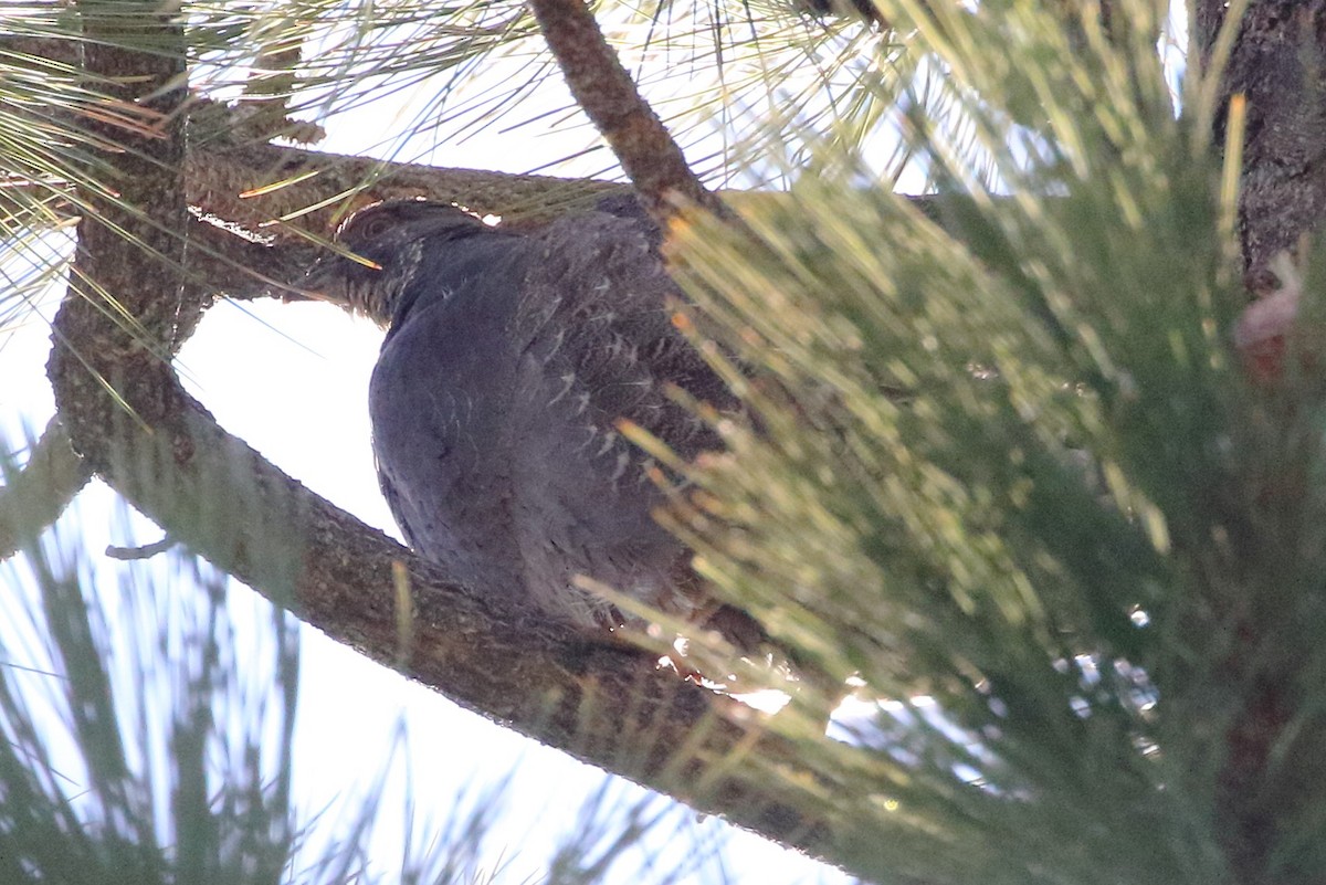 Sooty Grouse - ML448221901