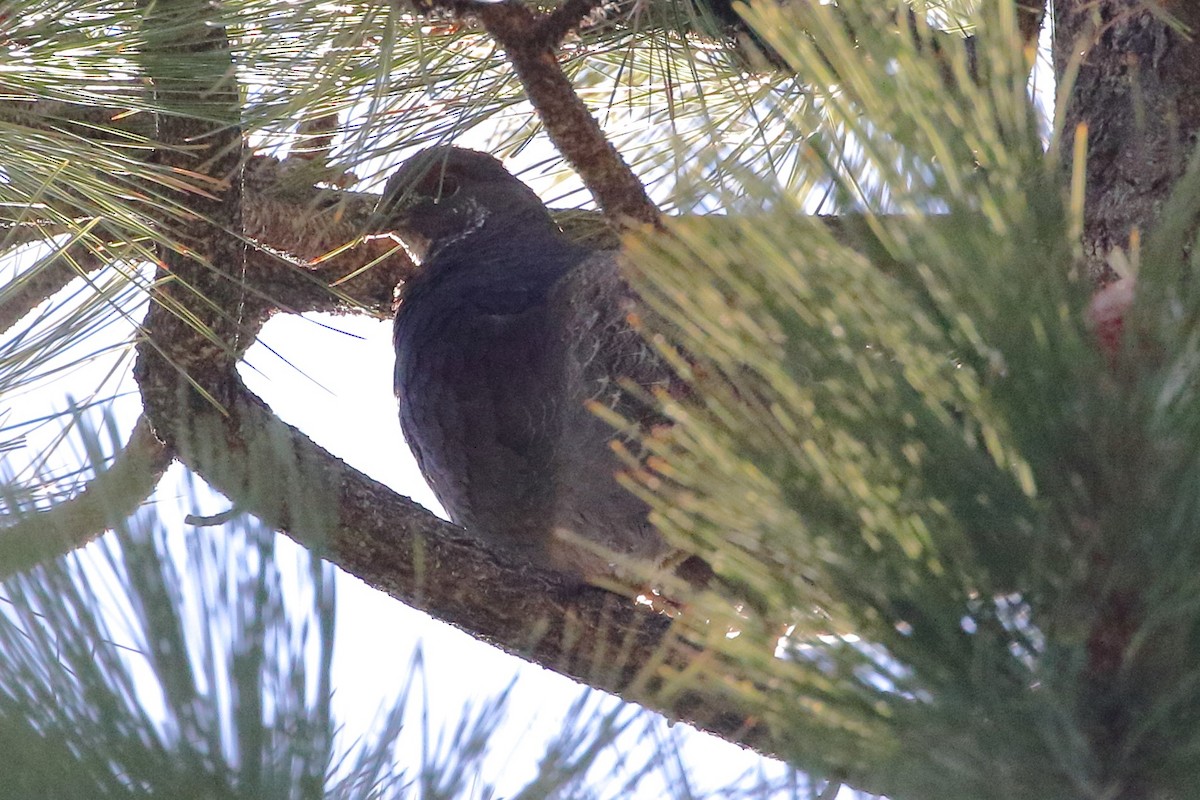 Sooty Grouse - ML448221951