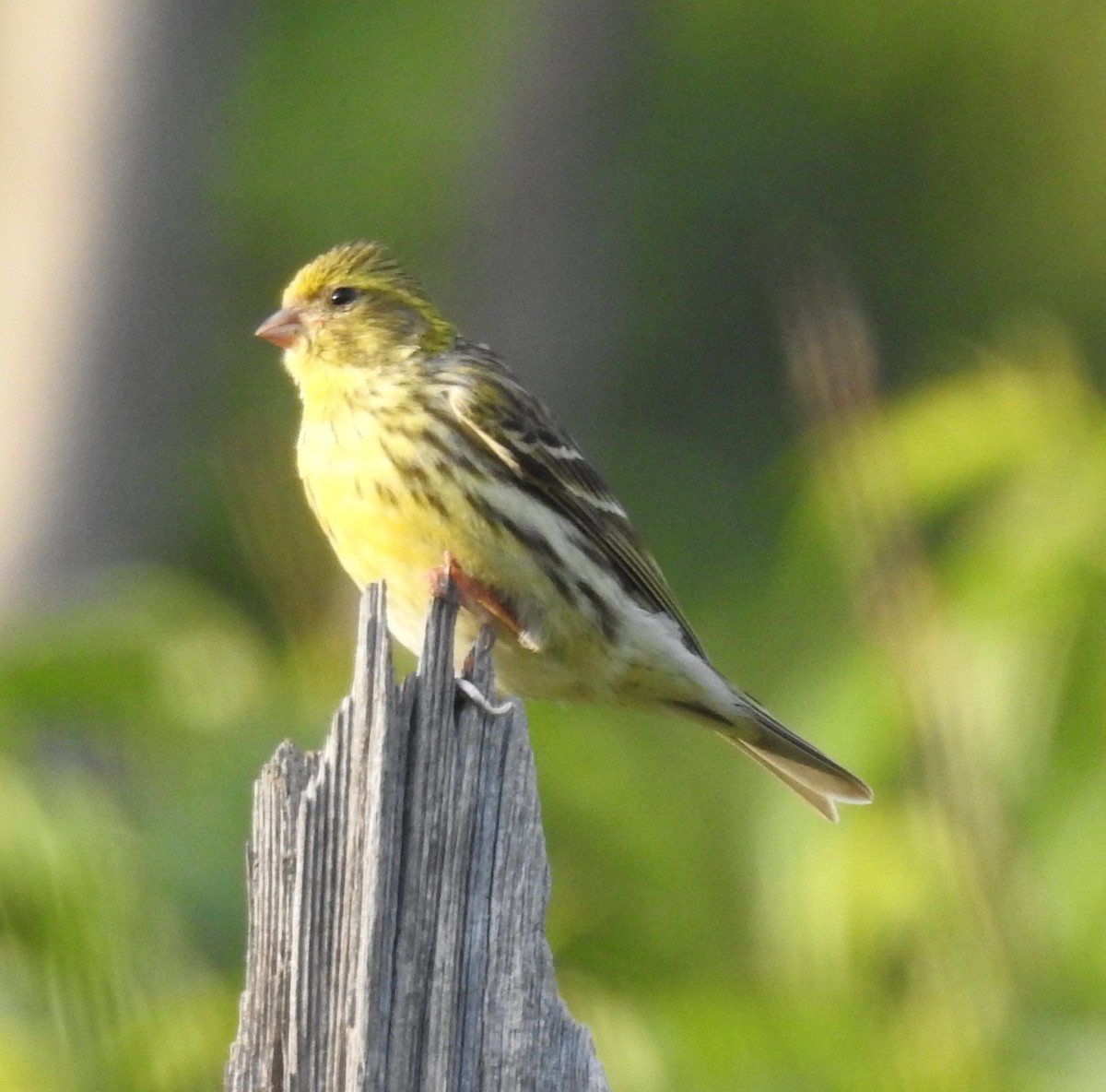 European Serin - ML448222351