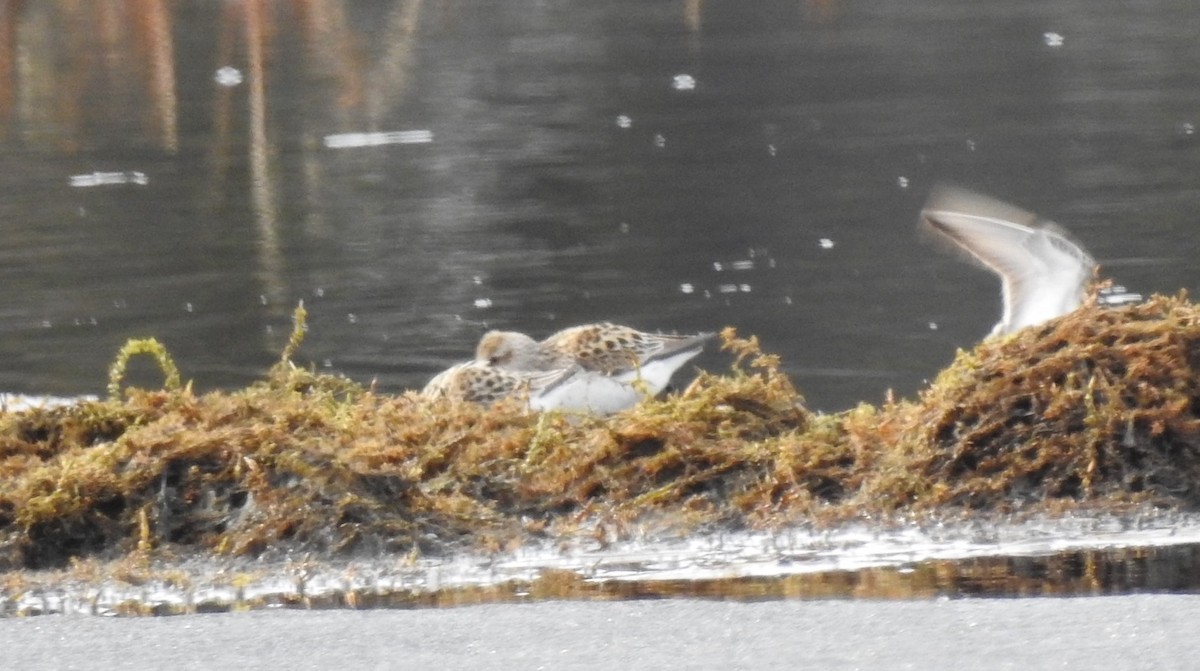 Western Sandpiper - ML448222371