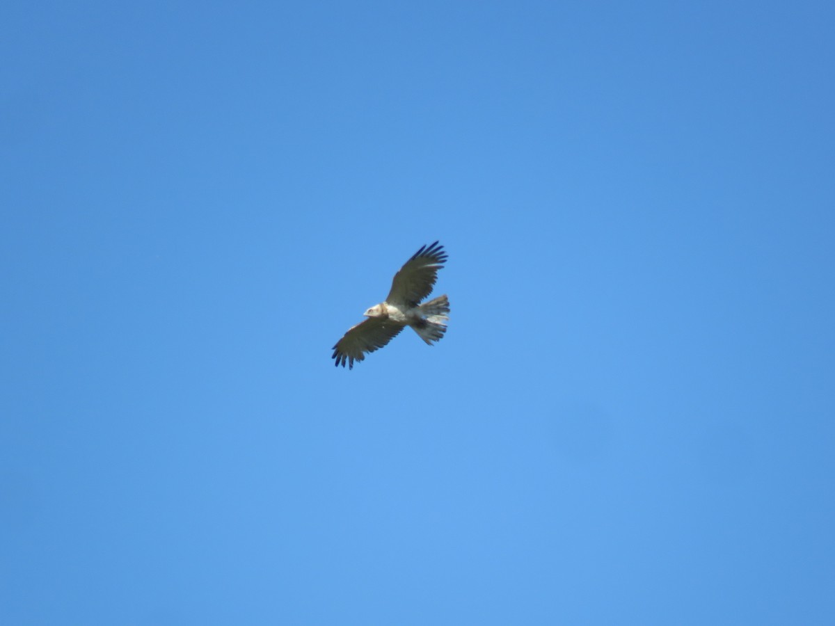 Short-toed Snake-Eagle - ML448223081