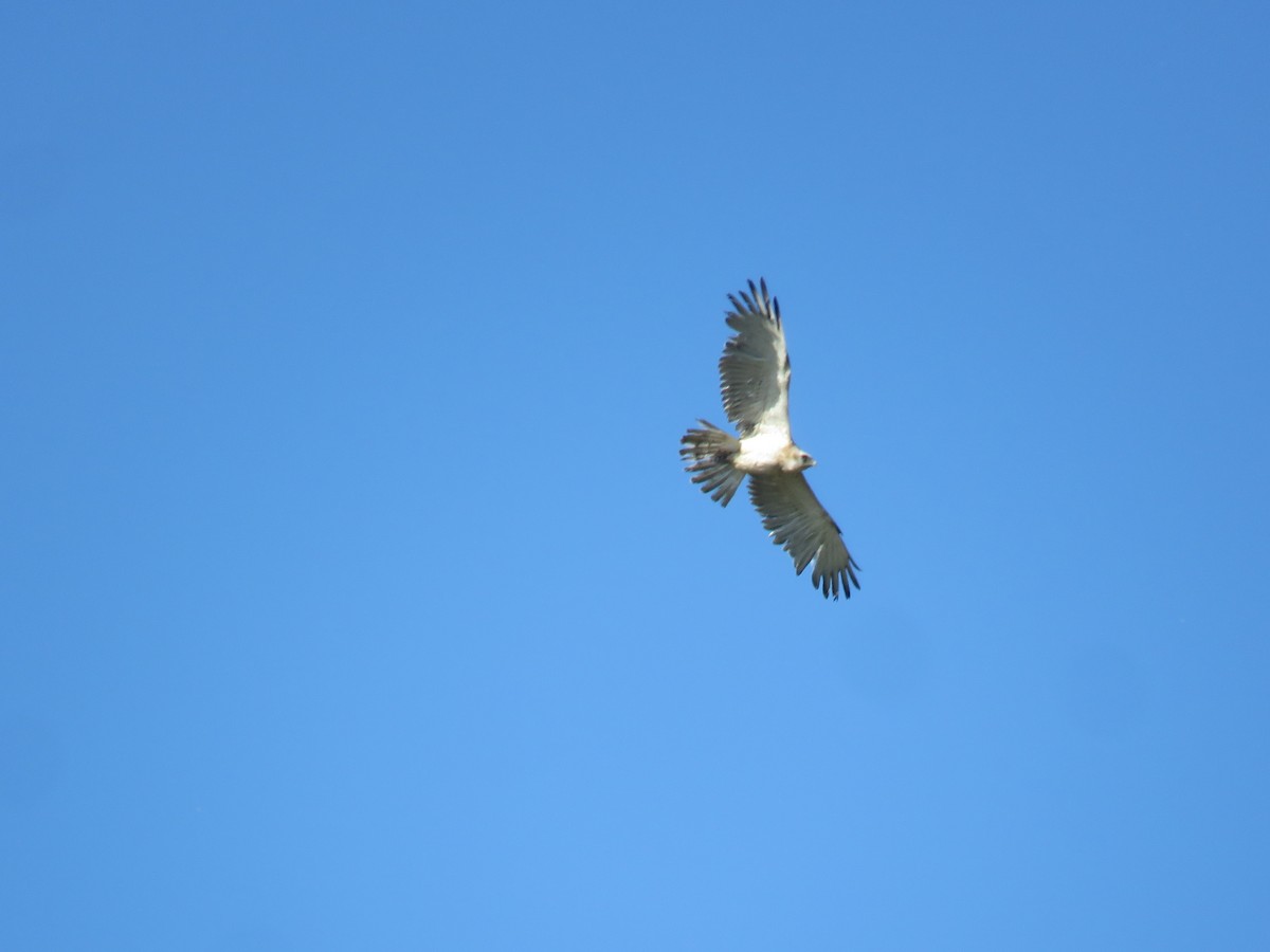 Short-toed Snake-Eagle - ML448223091