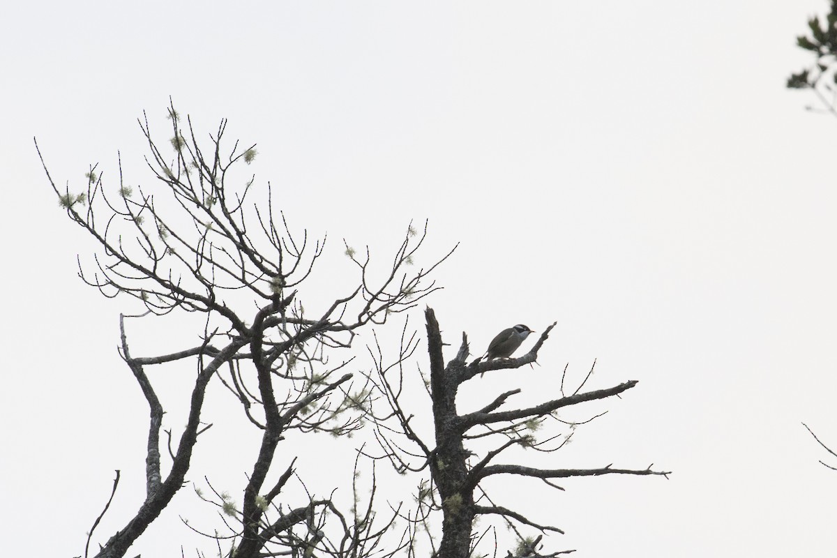 Strong-billed Honeyeater - ML448223351