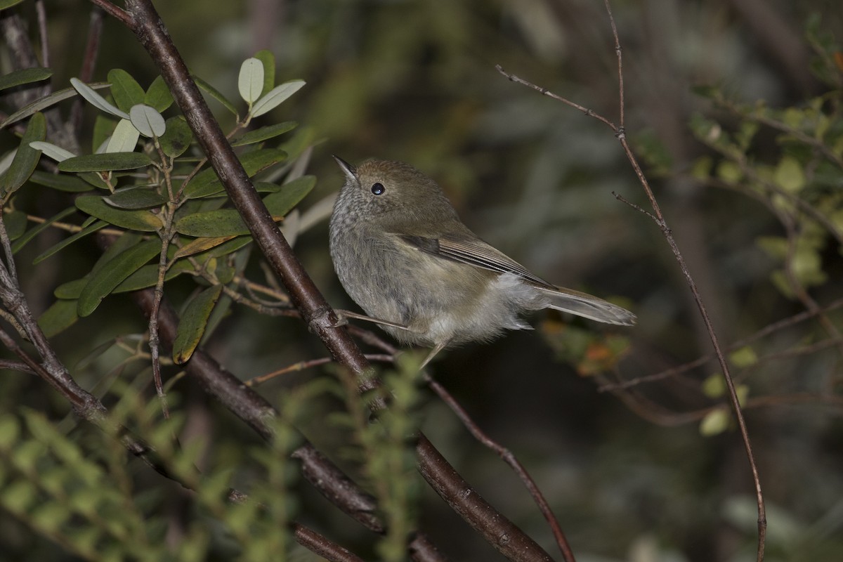 Tasmanian Thornbill - ML448223451