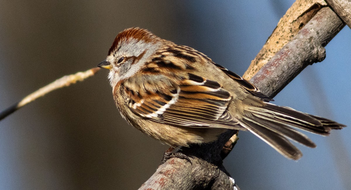 American Tree Sparrow - ML448224191