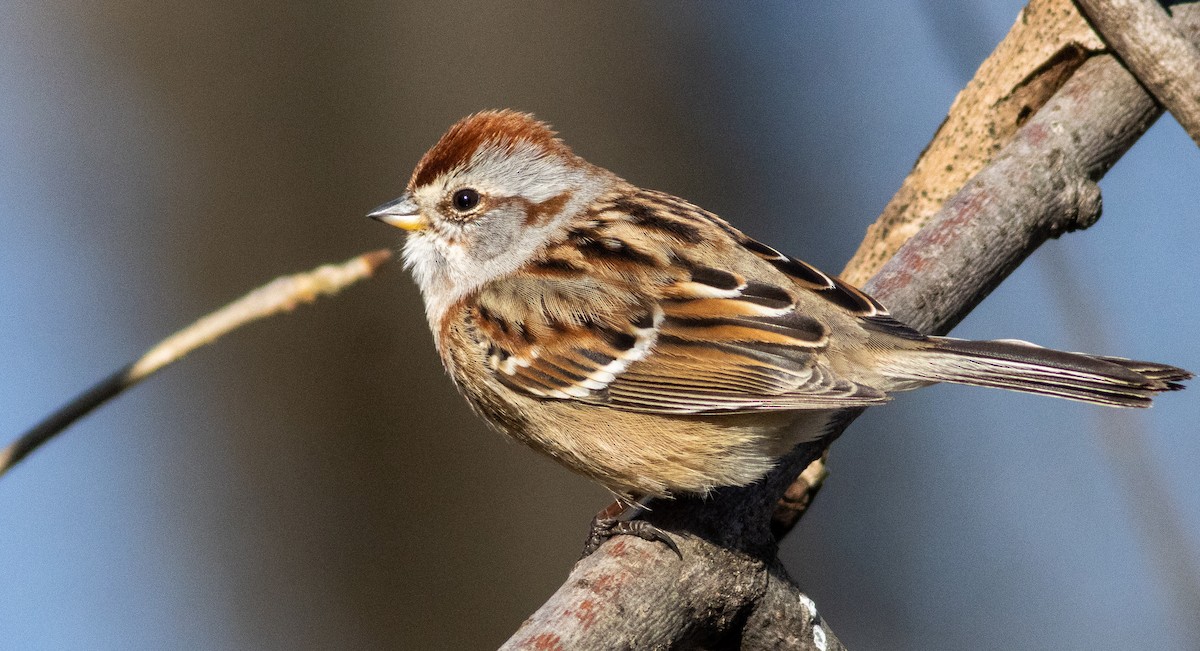American Tree Sparrow - ML448224211