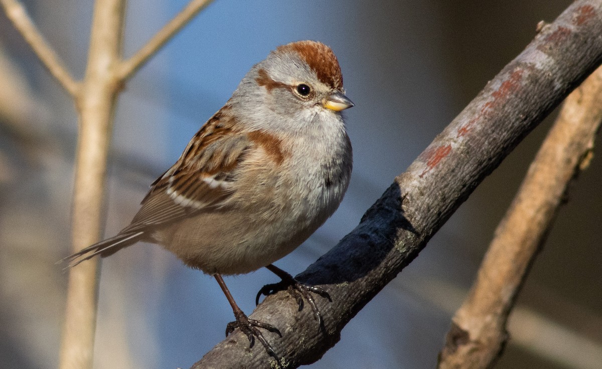 American Tree Sparrow - ML448224231