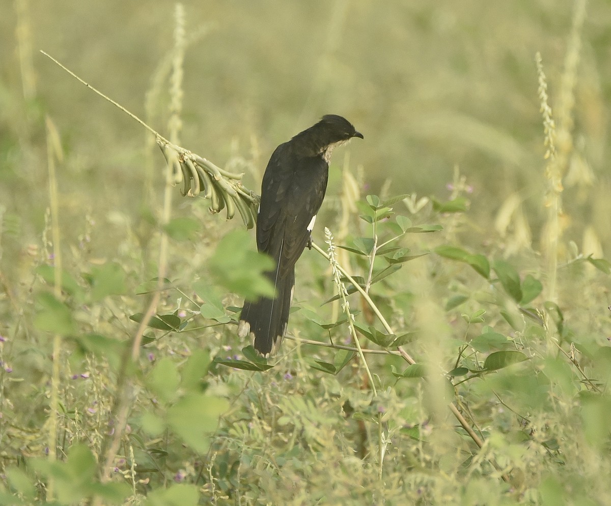 Pied Cuckoo - Afsar Nayakkan