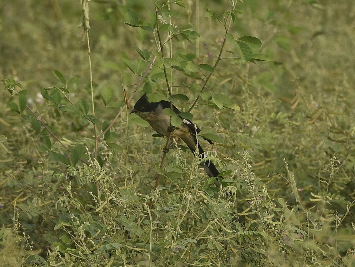 Pied Cuckoo - Afsar Nayakkan