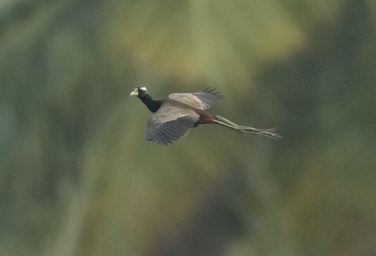 Bronze-winged Jacana - ML448225421