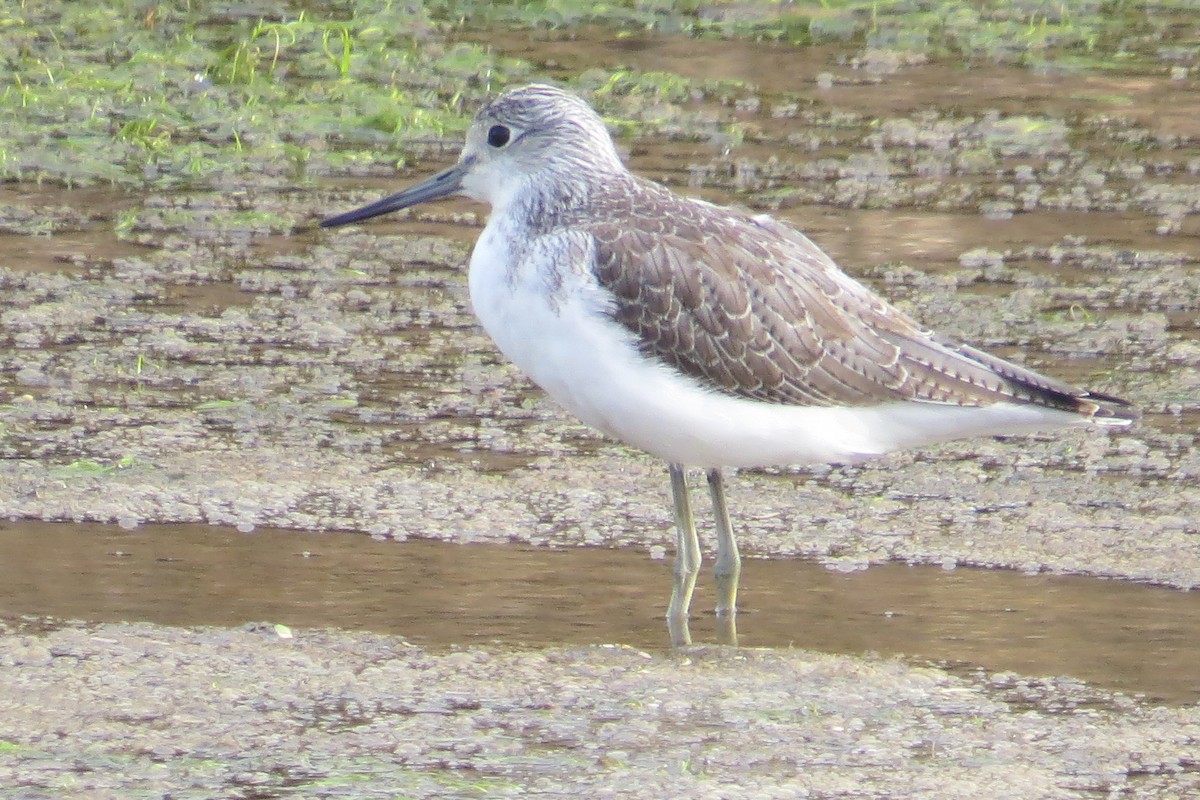 Common Greenshank - Becky Marvil