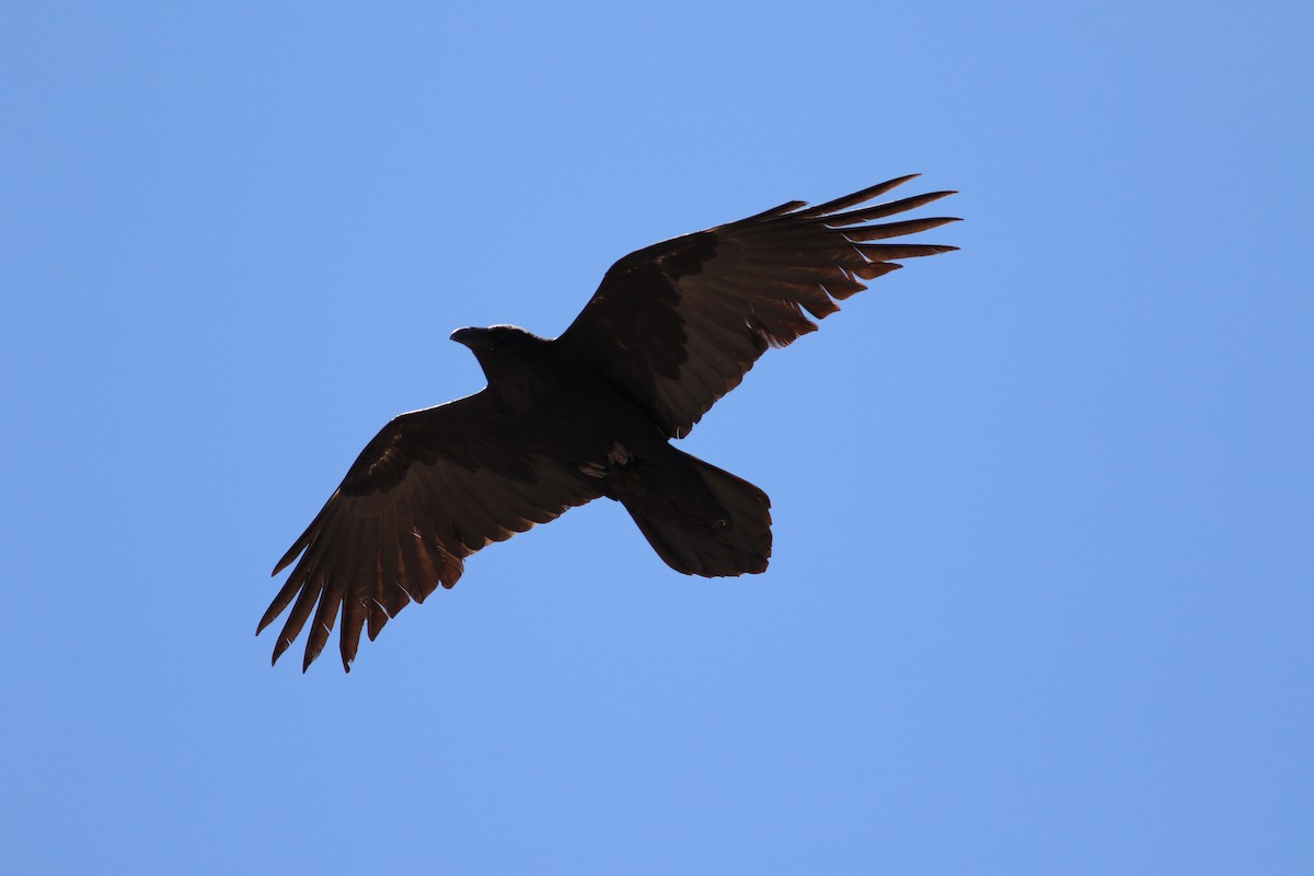 Common Raven - ML448226651