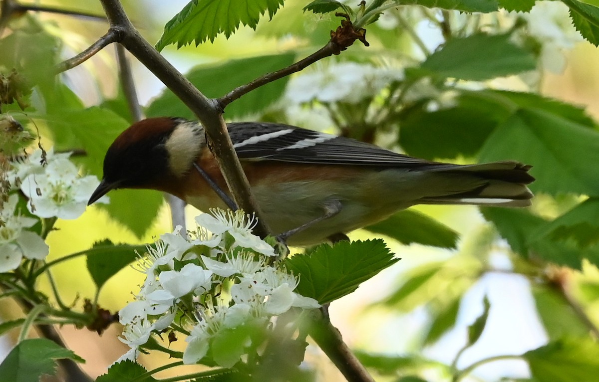 Bay-breasted Warbler - ML448227471