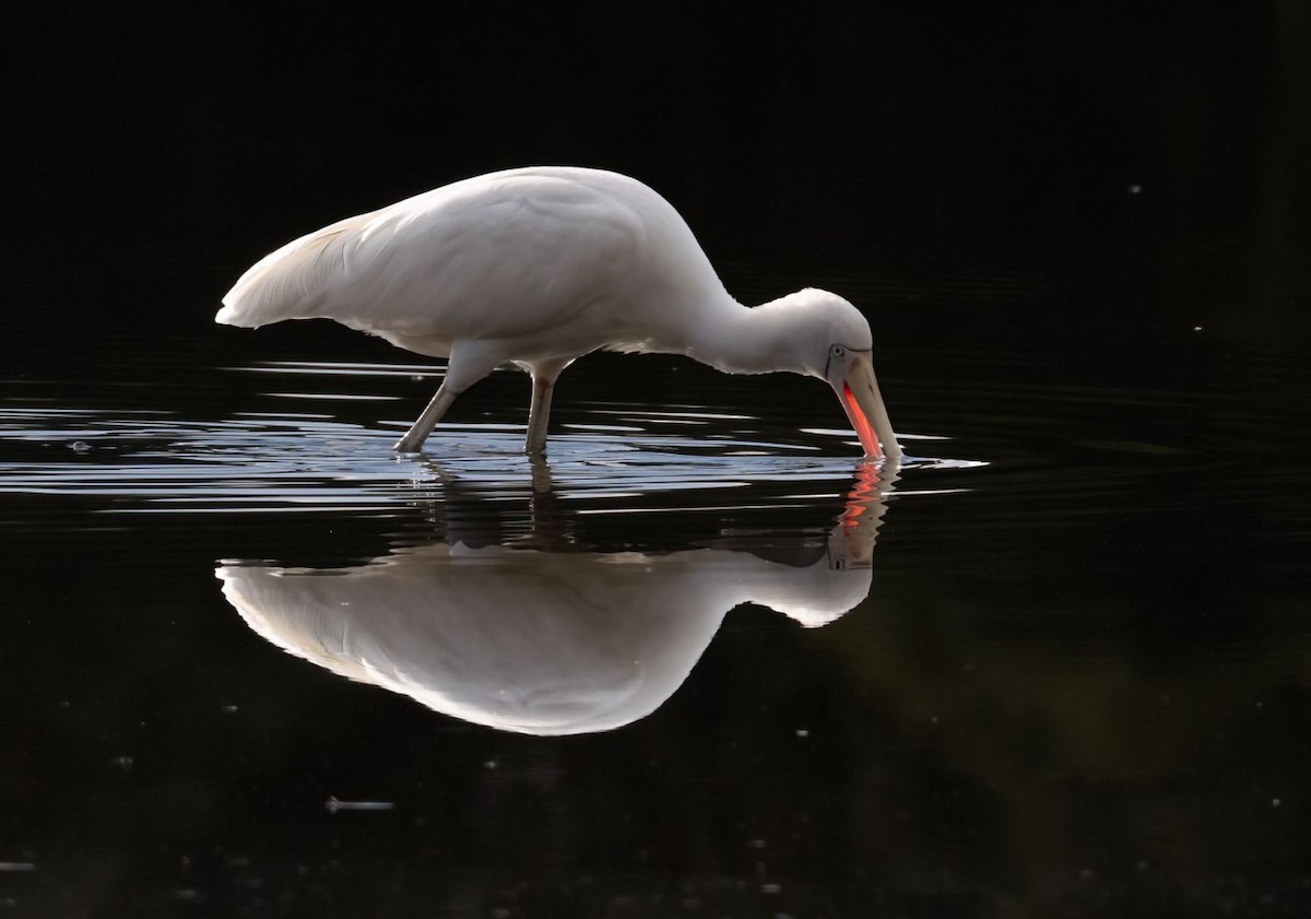 Yellow-billed Spoonbill - Steve Barnes