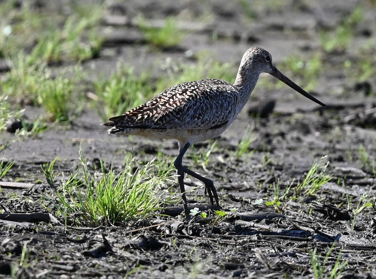 Marbled Godwit - ML448227631