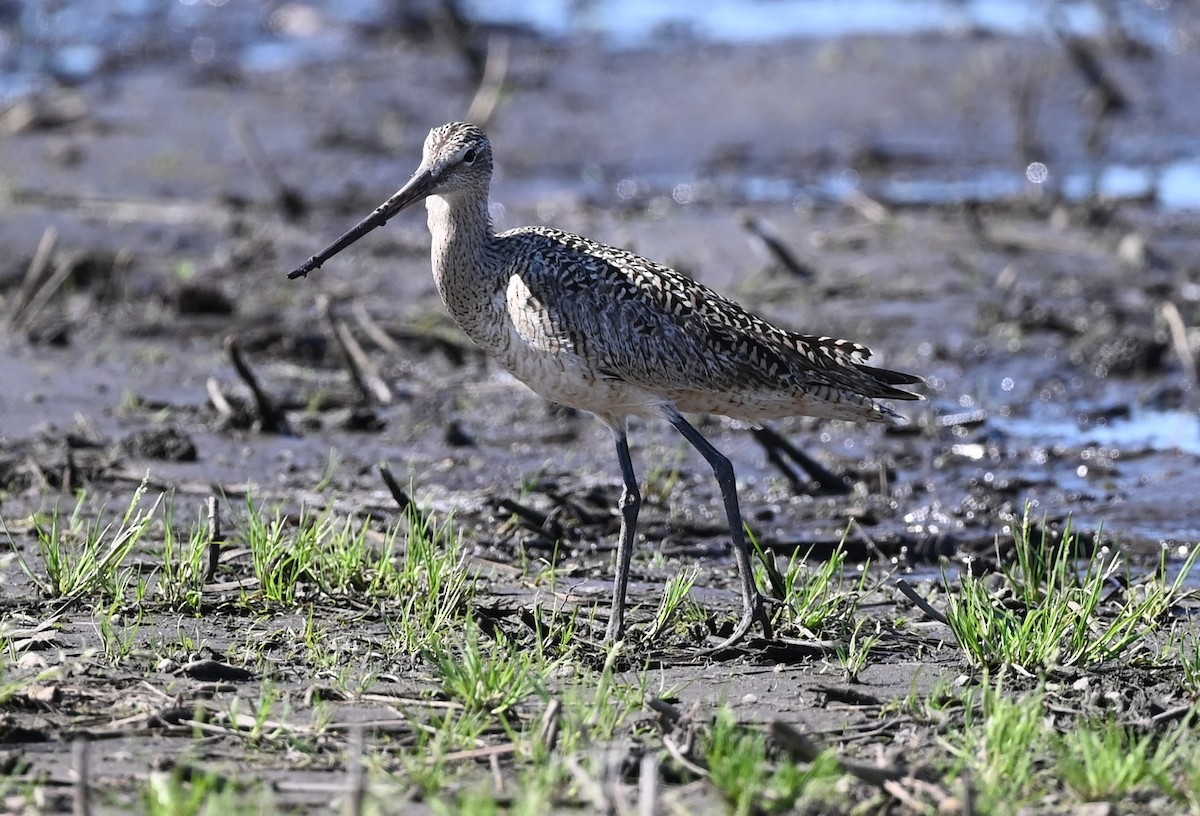 Marbled Godwit - ML448227641