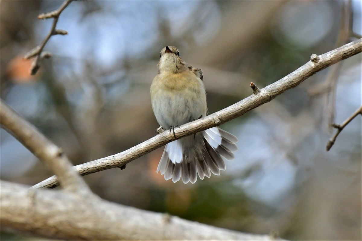 Red-breasted Flycatcher - Hikawa Takeshi