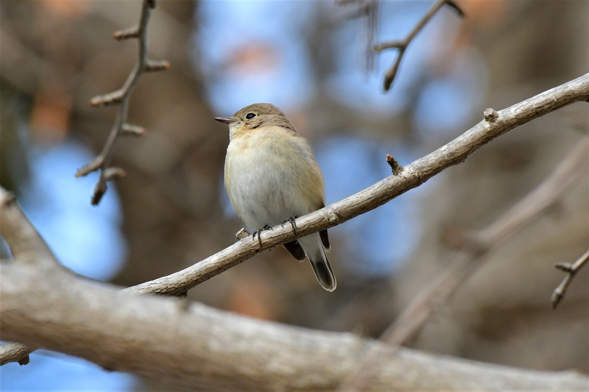 Red-breasted Flycatcher - Hikawa Takeshi