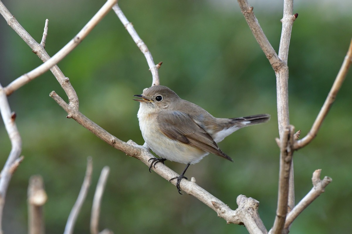 Red-breasted Flycatcher - Hikawa Takeshi