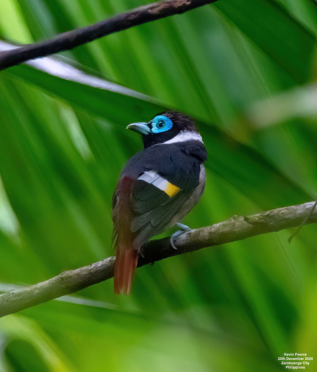 Wattled Broadbill - ML448228441