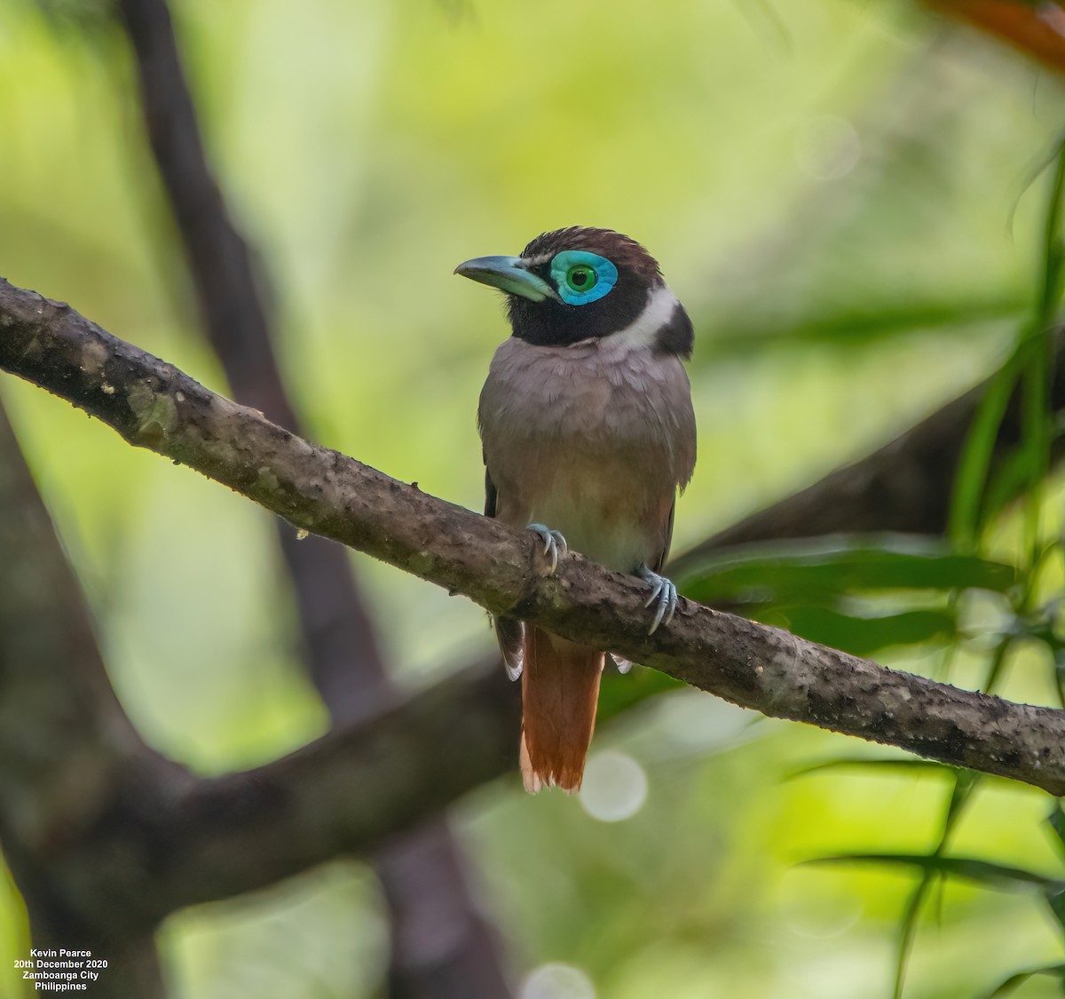 Wattled Broadbill - ML448228481