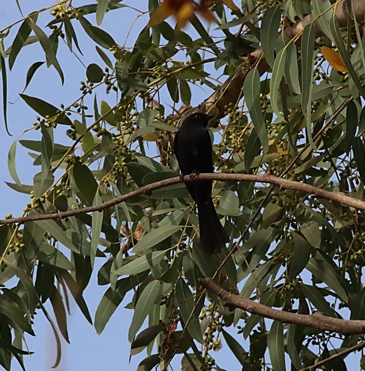 Northern Black-Flycatcher - Michael Mosebo Jensen